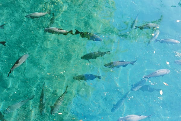 A imagem detalha peixes em uma água cristalina. Intui-se que seja do Rio Quente.